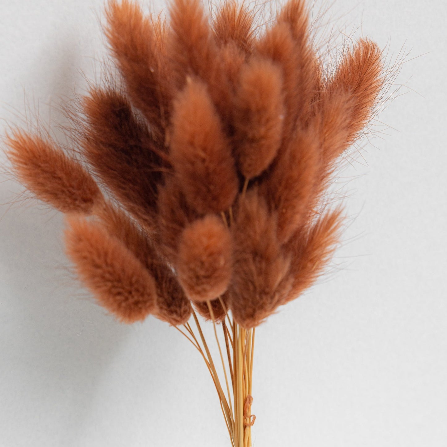 TEDDY BROWN BUNNY TAILS